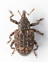 Conotrachelus retusus - Conotrachelus retusus