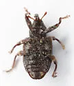 Conotrachelus retusus - photo 2