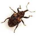 Conotrachelus rubescens