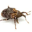Conotrachelus rubescens - photo 2