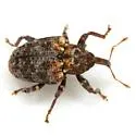Conotrachelus rubescens - photo 3
