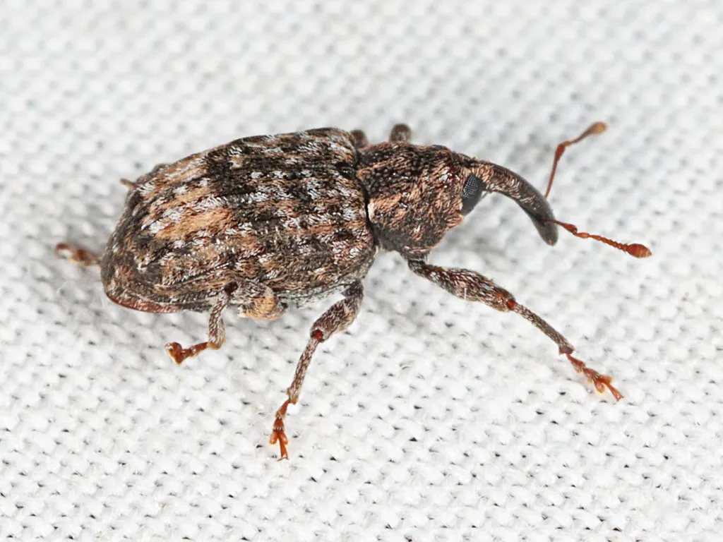 Pecan Shoot Curculio - photo 2