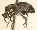 Conotrachelus seniculus - photo 2