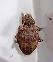 Conotrachelus seniculus - photo 3