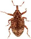 Conotrachelus seniculus - photo 4