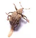 Conotrachelus seniculus - photo 5