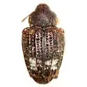 Conotrachelus similis - photo 2