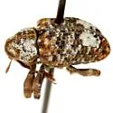 Conotrachelus similis - photo 4