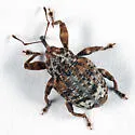 Conotrachelus similis - photo 5