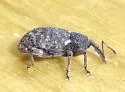 canaliculate pronotum - Conotrachelus sp-one-ariz