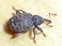 canaliculate pronotum - photo 2