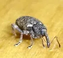 canaliculate pronotum - photo 3