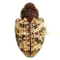 Conotrachelus texanus - Conotrachelus texanus