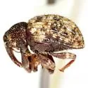 Conotrachelus texanus - photo 2