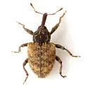 Conotrachelus texanus - photo 3