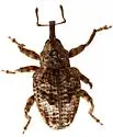 Conotrachelus tuberculicollis - photo 2