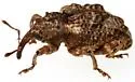 Conotrachelus tuberculicollis - photo 3