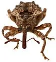 Conotrachelus tuberculicollis - photo 4