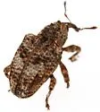 Conotrachelus tuberculicollis - photo 5