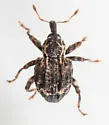 Conotrachelus tuberosus - photo 2