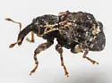 Conotrachelus tuberosus - photo 3