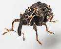 Conotrachelus tuberosus - photo 4