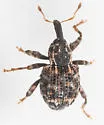 Conotrachelus tuberosus - photo 5