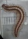 Conotyla ocypetes