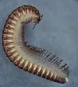 Conotyla ocypetes - photo 3