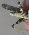 Ridged Grasshopper - Conozoa carinata