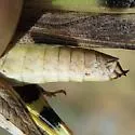 Ridged Grasshopper - photo 2