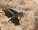 Ridged Grasshopper - photo 3