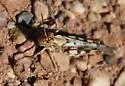 Ridged Grasshopper - photo 4