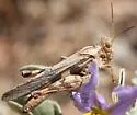 Ridged Grasshopper - photo 5
