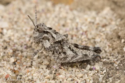San Nicolas Grasshopper