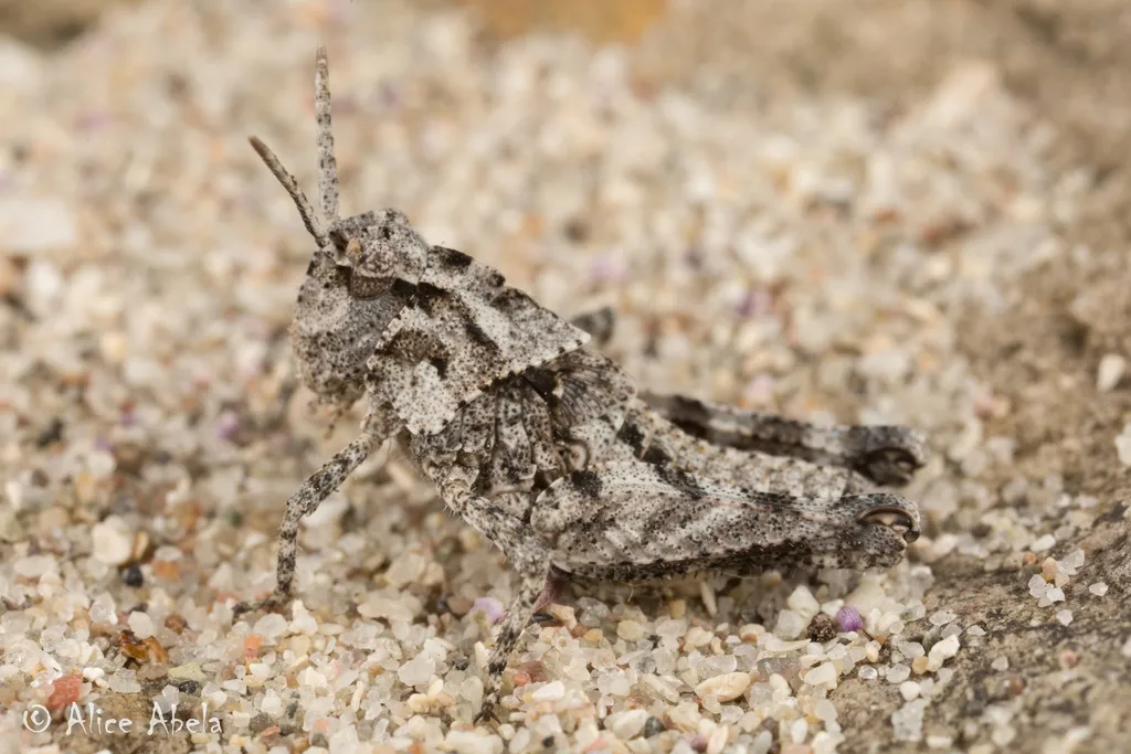 San Nicolas Grasshopper - photo 2