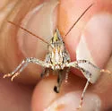 White-lined Grasshopper