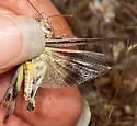 White-lined Grasshopper - photo 2