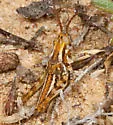 White-lined Grasshopper - photo 3
