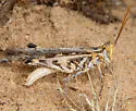 White-lined Grasshopper - photo 4
