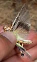 White-lined Grasshopper - photo 5