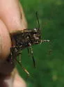 Groove-headed Grasshopper