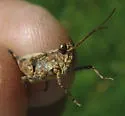 Groove-headed Grasshopper - photo 2
