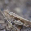 Groove-headed Grasshopper - photo 3