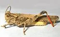 Groove-headed Grasshopper - photo 4