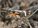 Cristate Grasshopper