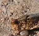 Cristate Grasshopper - photo 2