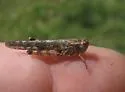 Cristate Grasshopper - photo 3