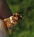 Cristate Grasshopper - photo 4