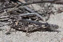 Cristate Grasshopper - photo 5